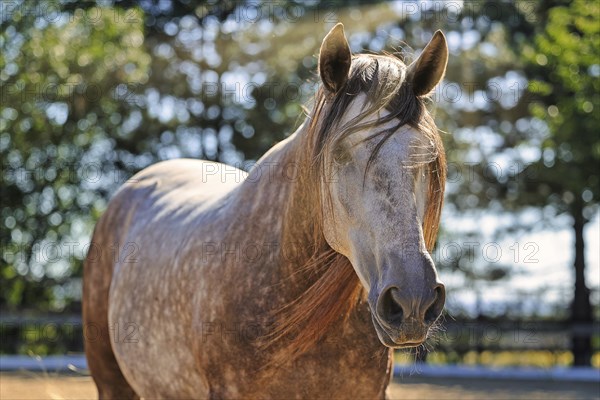 Andalusian, Andalusian horse