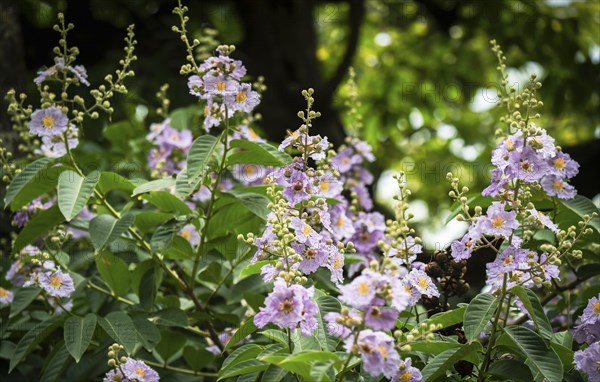 Natural Queens Crape Myrtle (Lagerstroemia speciosa) violet flowers blooming in a forest