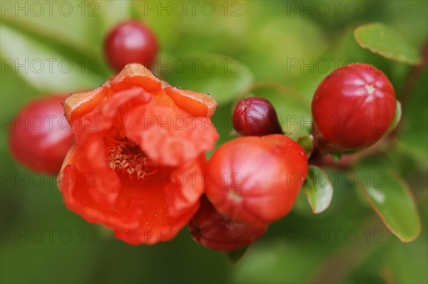 Dwarf pomegranate (Punica granatum var. nana), flowers, ornamental plant, North Rhine-Westphalia, Germany, Europe