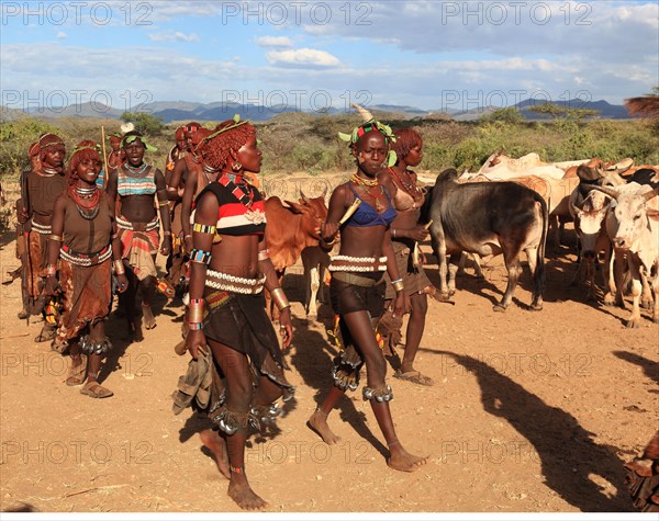 South Ethiopia, Omo region, among the tribe of the Hamar, Hamer, Hamma, Hammer, Amar or Amer, bulls for the initiation ritual, ceremony, the bull jump, Ethiopia, Africa