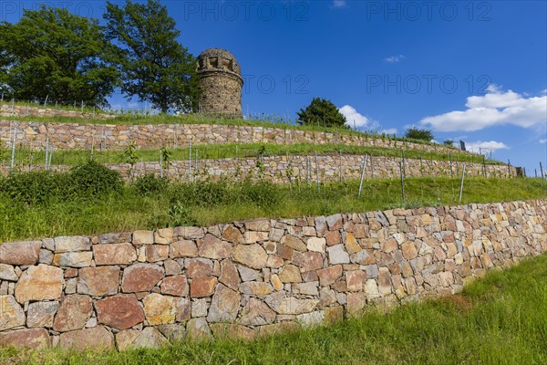 Winery at the Goldener Wagen. The Bismarck Tower in Radebeul, also known as the Bismarck Column, is one of around 145 Bismarck Towers still in existence in Germany in honour of Prince Otto von Bismarck (1815-1898) . The Radebeul tower was individually designed by Wilhelm Kreis, built by master builder Alfred Grosse from Koetzschenbroda and inaugurated on 2 September 1907. It has a height of 18 metres, Radebeul, Saxony, Germany, Europe