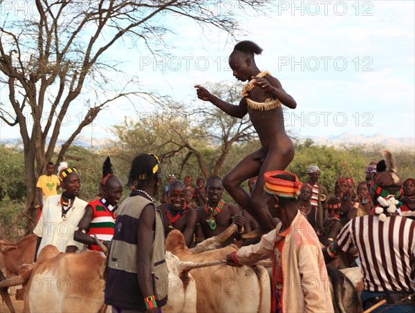 South Ethiopia, Omo region, among the Hamar tribe, Hamer, Hamma, Hammer, Amar or Amer, initiation rituals, ceremony, a youth jumping over the bulls, bull jumping, Ethiopia, Africa