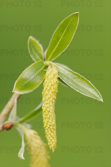 White willow (Salix alba), leaves and female flower, North Rhine-Westphalia, Germany, Europe