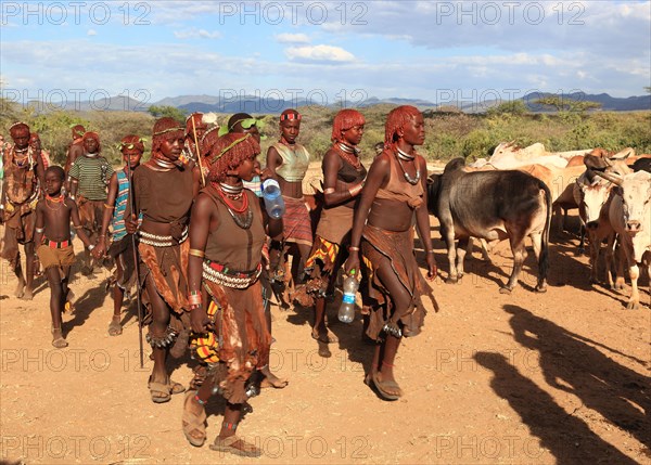 South Ethiopia, Omo region, among the tribe of the Hamar, Hamer, Hamma, Hammer, Amar or Amer, bulls for the initiation ritual, ceremony, the bull jump, Ethiopia, Africa