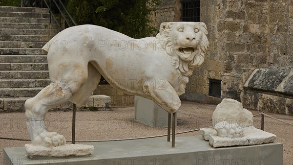 Incomplete antique marble sculpture of a mythological lion figure, placed outside, outdoor area, Archaeological Museum, Old Town, Rhodes Town, Rhodes, Dodecanese, Greek Islands, Greece, Europe