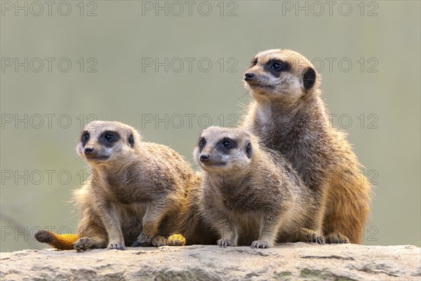 Meerkat (Suricata suricatta), occurrence Africa, captive, Baden-Wuerttemberg, Germany, Europe