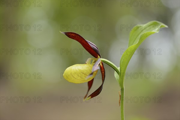 Close-up of lady's-slipper orchid (Cypripedium calceolus) blossoms in a forest in spring, Upper Palatinate