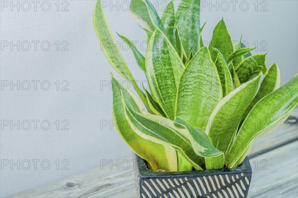 Dracaena trifasciata, AKA snake plant or mother-in-law's tongue, in black and white vase on wooden tabletop