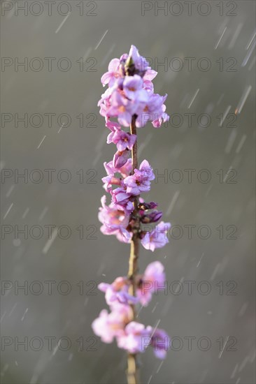 Close-up of a blooming mezereon (Daphne mezereum) branch in a forest on a rainy evening in spring