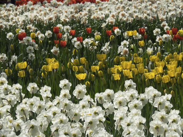 Flower bed with various Poet's Daffodil and tulips in white, yellow and orange, many colourful, blooming tulips in springtime in the Netherlands, amsterdam, netherlands