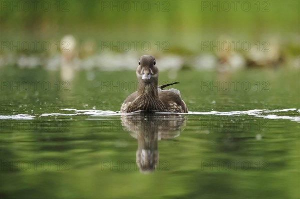 Female Mandarin Duck, May, Saxony, Germany, Europe