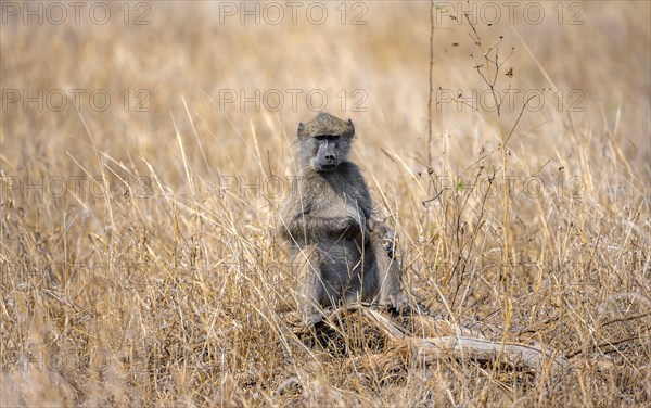 Chacma baboon (Papio ursinus) in dry grass, looking for food, Kruger National Park, South Africa, Africa