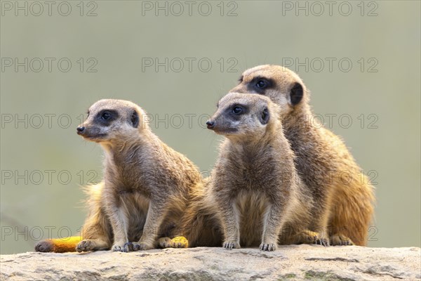 Meerkat (Suricata suricatta), occurrence Africa, captive, Baden-Wuerttemberg, Germany, Europe