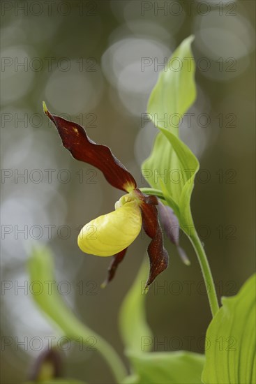 Close-up of lady's-slipper orchid (Cypripedium calceolus) blossoms in a forest in spring, Upper Palatinate