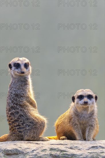 Meerkat (Suricata suricatta), occurrence Africa, captive, Baden-Wuerttemberg, Germany, Europe