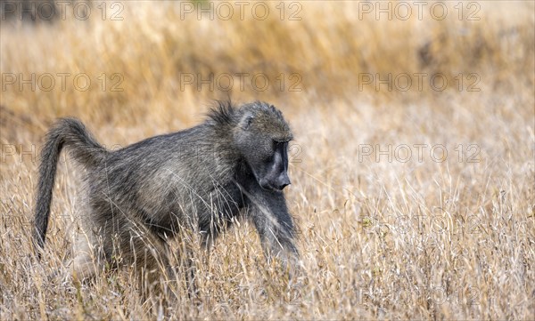 Chacma baboon (Papio ursinus) in dry grass, looking for food, Kruger National Park, South Africa, Africa