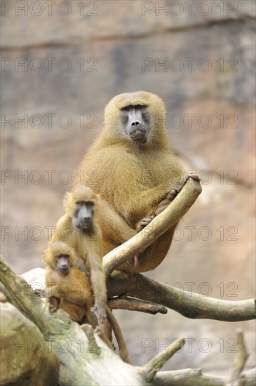 Tree Guinea baboons (Papio papio) sitting on an old tree, captive