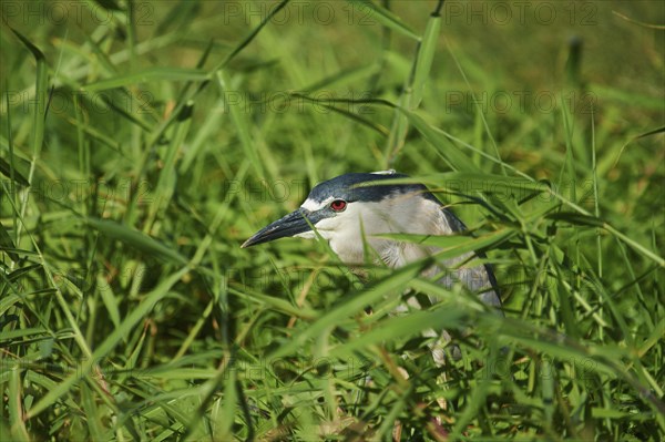 Black-crowned night heron (Nycticorax nycticorax) at the shore of a lake, wildlife, Hawaiian Island Oahu, O'ahu, Hawaii, Aloha State, United States, North America