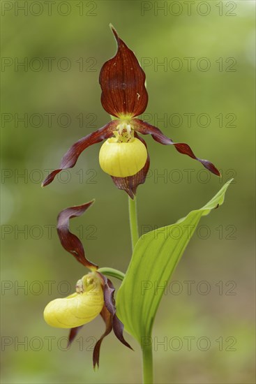 Close-up of lady's-slipper orchid (Cypripedium calceolus) blossoms in a forest in spring, Upper Palatinate