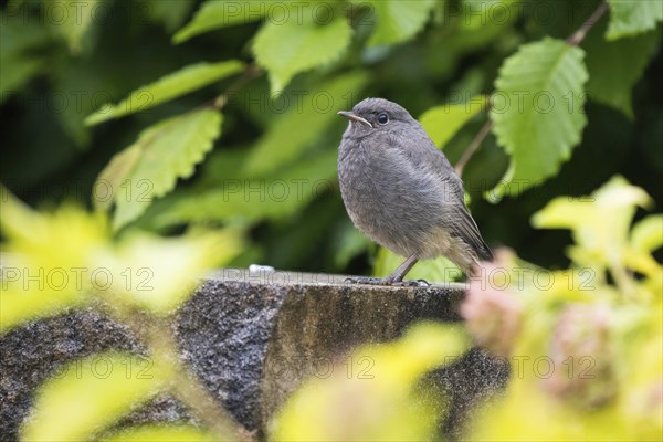 A redstart (Phoenicurus ochruros), young bird, sitting on stone, surrounded by green leaves, peaceful nature atmosphere, Hesse, Germany, Europe