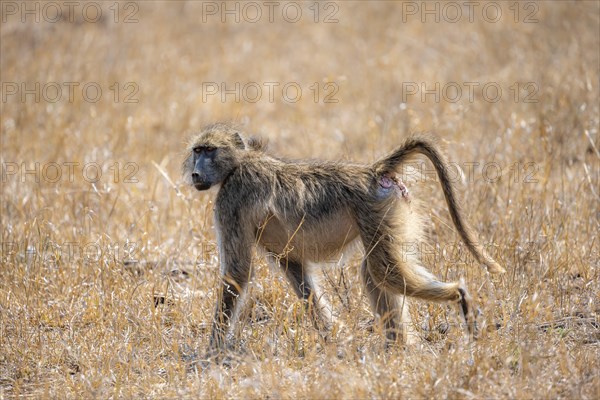 Chacma baboon (Papio ursinus) in dry grass, looking for food, Kruger National Park, South Africa, Africa