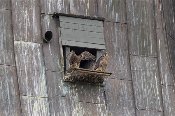 Peregrine falcon (Falco peregrinus), two young birds in front of the entrance to the nesting box, in the church spire of the town, Muensterland, North Rhine-Westphalia, KI generated, AI generated