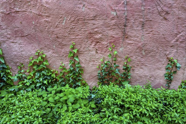 Red wall with common ivy (Hedera helix) and green foliage, Kempten, Allgaeu, Bavaria, Germany, Europe