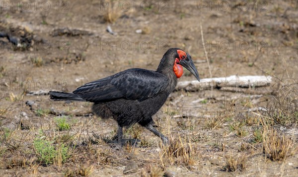 Red-faced hornbill or southern ground hornbill (Bucorvus leadbeateri) (Bucorvus cafer), foraging, Kruger National Park, South Africa, Africa