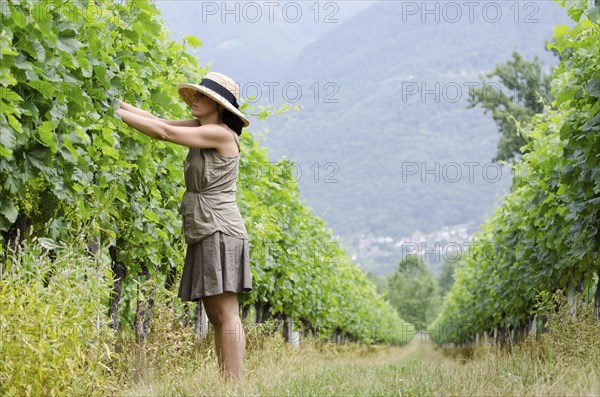 Farmer Woman with Straw Hat and Skirt Working in a Green Vineyard in a Sunny Day in Ascona, Ticino, Switzerland, Europe