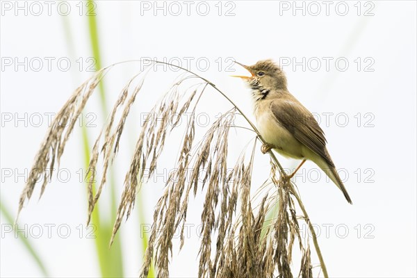 A reed warbler (Acrocephalus scirpaceus) sits on a reed frond and sings against a light-coloured background, Hesse, Germany, Europe