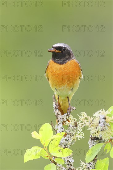 Common redstart (Phoenicurus phoenicurus), male on perch, songbird, wildlife, nature photography, Neunkirchen im Siegerland, North Rhine-Westphalia, Germany, Europe