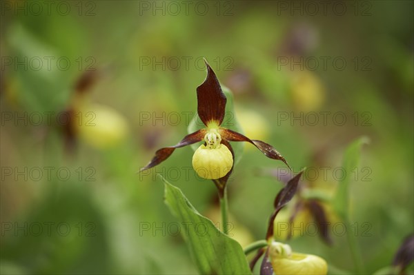 Close-up of lady's-slipper orchid (Cypripedium calceolus) blossom in a forest in early summer