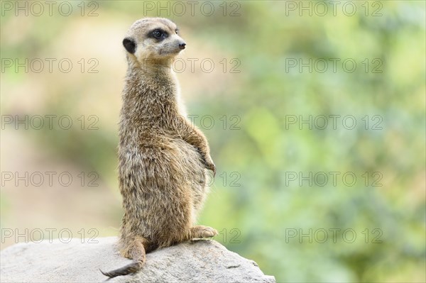 Pregnant Meerkat or Suricate (Suricata suricatta) standing vigilant on a rock