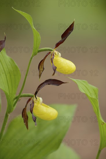 Close-up of lady's-slipper orchid (Cypripedium calceolus) blossoms in a forest in spring, Upper Palatinate