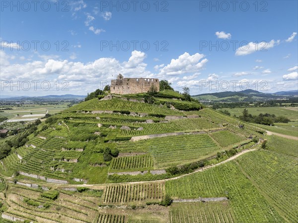 Aerial view of Staufen Castle, on a vineyard, Schlossberg, Staufen im Breisgau, Markgraeflerland, Black Forest, Baden-Wuerttemberg, Germany, Europe