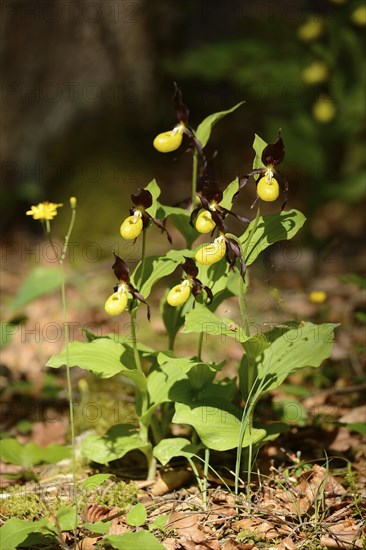 A bush of Lady's-slipper orchids (Cypripedium calceolus) in a forest