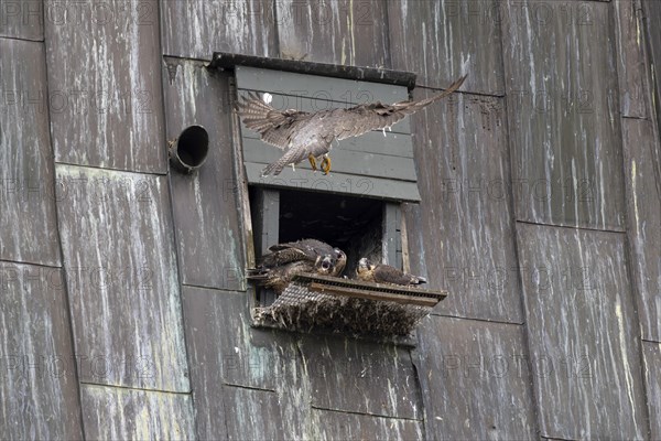 Peregrine falcon (Falco peregrinus), adult bird approaching the nesting box, in the church spire of the town, Muensterland, North Rhine-Westphalia, KI generated, AI generated