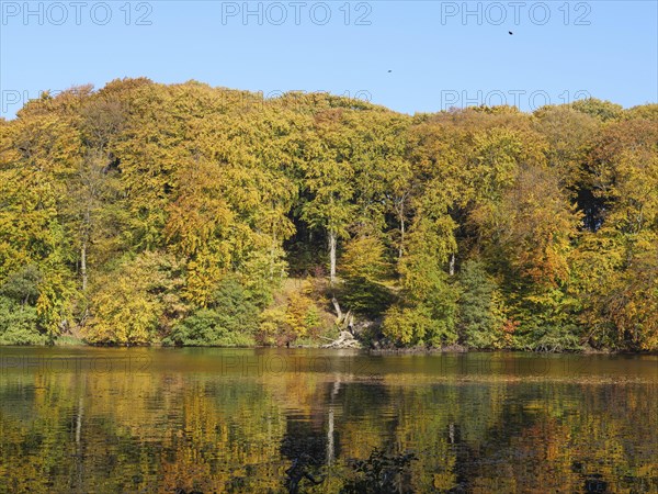 Autumn colours of the forest are reflected in the calm water surface of a lake, ideal for a peaceful excursion into nature, colourful forest in autumn with a small lake, Ruegen, germany