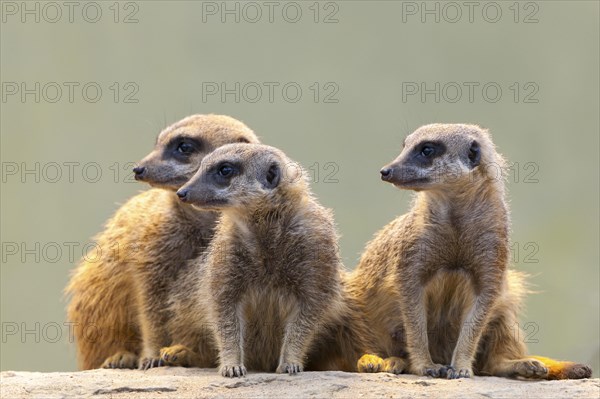 Meerkat (Suricata suricatta), occurrence Africa, captive, Baden-Wuerttemberg, Germany, Europe