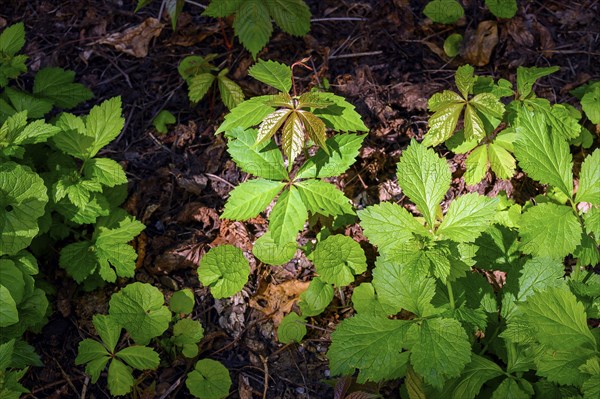 Parthenocissus inserta (Parthenocissus vitacea) or Five-leaved Wild Vine on old foliage, Kempten, Allgaeu, Bavaria, Germany, Europe