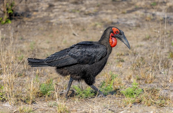 Red-faced hornbill or southern ground hornbill (Bucorvus leadbeateri) (Bucorvus cafer), foraging, Kruger National Park, South Africa, Africa