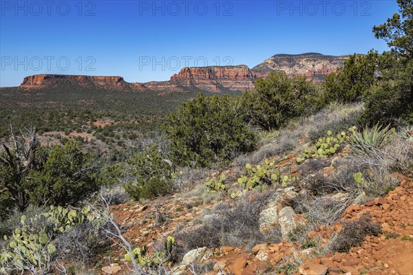 Prickly pear cacti on the mountainside overlooiing red rock sandstone formations of Sedona, Arizona, United States of America, USA, North America