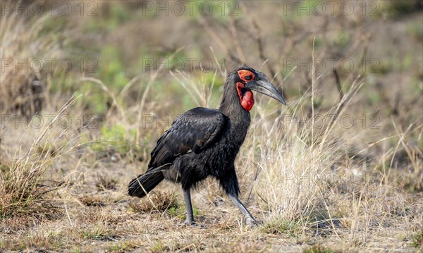 Red-faced hornbill or southern ground hornbill (Bucorvus leadbeateri) (Bucorvus cafer), foraging, Kruger National Park, South Africa, Africa