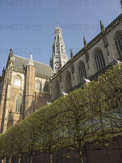 Gothic brick church with bare trees in front, Haarlem, Netherlands ...