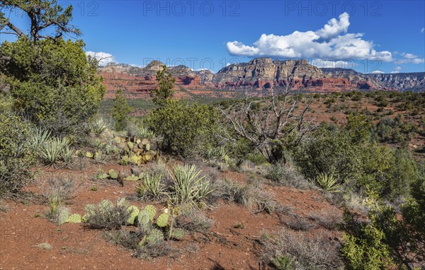 Red rock sandstone formations of Sedona, Arizona, United States of America, USA, North America