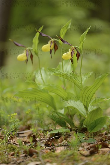 Close-up of lady's-slipper orchid (Cypripedium calceolus) blossoms in a forest in spring, Upper Palatinate