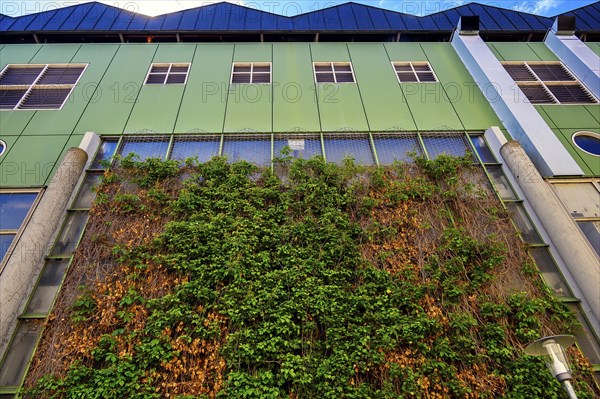 Green facade, Kempten, Allgaeu, Bavaria, Germany, Europe