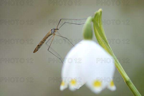 Close-up of a Crane fly (Tipula oleracea) on a Spring Snowflake (Leucojum vernum) blossom in a forest in spring