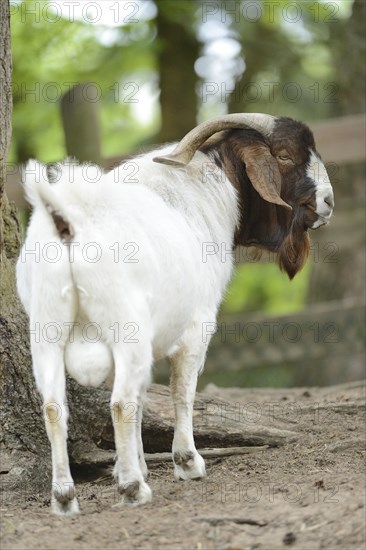 Close-up of a Boer goat in a park in spring