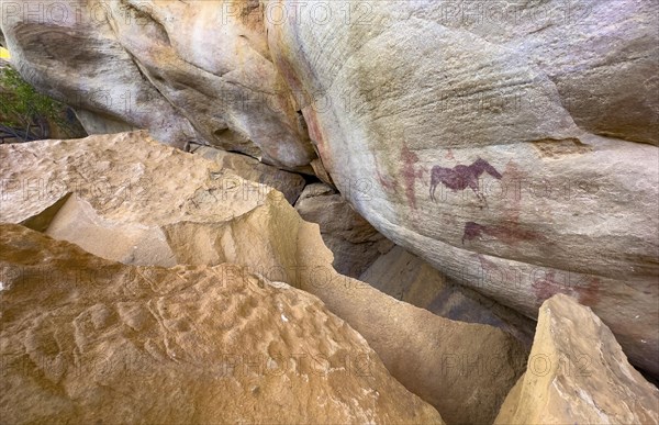 Prehistoric animal depictions on a rock, San rock paintings, Sevilla Art Rock Trail, Cederberg Mountains, near Clanwilliam, Western Cape, South Africa, Africa